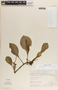 Peperomia magnoliifolia (Jacq.) A. Dietr., Mexico, R. Cedillo Trigos 14, F
