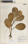 Peperomia magnoliifolia (Jacq.) A. Dietr., Guatemala, J. A. Steyermark 44417, F