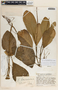 Peperomia magnoliifolia (Jacq.) A. Dietr., Guatemala, J. A. Steyermark 38255, F