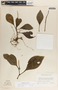 Peperomia magnoliifolia (Jacq.) A. Dietr., Guatemala, S. C. Snedaker D-92, F