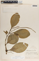 Peperomia magnoliifolia (Jacq.) A. Dietr., Belize, W. C. Meyer 170, F