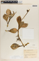 Peperomia magnoliifolia (Jacq.) A. Dietr., Honduras, P. C. Standley 26647a, F