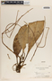 Peperomia mameiana C. DC., Panama, C. Earle Smith, Jr. 3323, F