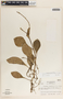 Peperomia magnoliifolia (Jacq.) A. Dietr., Nicaragua, A. Molina R. 15162, F