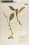 Peperomia magnoliifolia (Jacq.) A. Dietr., Nicaragua, A. Molina R. 2084, F