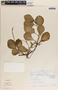 Peperomia obtusifolia (L.) A. Dietr., Mexico, L. I. Nevling 1126, F
