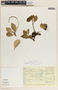 Peperomia obtusifolia (L.) A. Dietr., Mexico, G. Castillo C. 1765, F