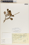 Peperomia obtusifolia (L.) A. Dietr., Mexico, R. Ortega 1197, F