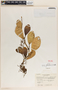 Peperomia obtusifolia (L.) A. Dietr., Mexico, Y. Mexía 9147, F