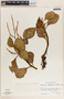 Peperomia obtusifolia (L.) A. Dietr., Mexico, D. E. Breedlove 10175, F