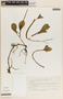 Peperomia obtusifolia (L.) A. Dietr., Mexico, S. Avendaño Reyes 161, F