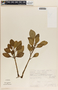 Peperomia obtusifolia (L.) A. Dietr., Mexico, J. H. Beaman 5430, F
