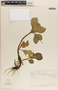 Peperomia obtusifolia (L.) A. Dietr., Mexico, J. H. Beaman 5360, F