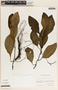 Peperomia obtusifolia (L.) A. Dietr., Mexico, A. Shilom Ton 1753, F