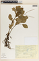 Peperomia obtusifolia (L.) A. Dietr., Mexico, A. Gómez-Pompa 5369, F