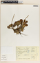Peperomia obtusifolia (L.) A. Dietr., Mexico, A. Gómez-Pompa 5437, F