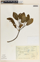 Peperomia obtusifolia (L.) A. Dietr., Mexico, A. Gómez-Pompa 5419, F