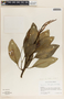 Peperomia obtusifolia (L.) A. Dietr., Mexico, P. H. Raven 20006, F
