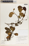 Peperomia obtusifolia (L.) A. Dietr., Mexico, M. Nee 18865, F