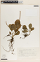 Peperomia obtusifolia (L.) A. Dietr., Mexico, J. J. Fay 796, F