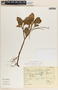 Peperomia obtusifolia (L.) A. Dietr., Mexico, J. I. Calzada 5137, F