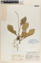Peperomia obtusifolia (L.) A. Dietr., Guatemala, J. A. Steyermark 38201, F