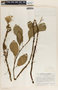Peperomia obtusifolia (L.) A. Dietr., Guatemala, J. A. Steyermark 42562, F
