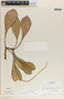 Peperomia obtusifolia (L.) A. Dietr., Honduras, A. Molina R. 11786, F