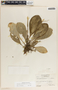 Peperomia obtusifolia (L.) A. Dietr., Honduras, L. O. Williams 18454, F
