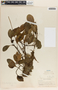 Peperomia obtusifolia (L.) A. Dietr., Honduras, P. C. Standley 54833, F
