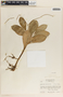 Peperomia obtusifolia (L.) A. Dietr., Honduras, P. H. Allen 6384, F