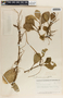 Peperomia obtusifolia (L.) A. Dietr., Honduras, T. G. Yuncker 6134, F
