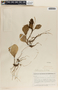 Peperomia obtusifolia (L.) A. Dietr., Honduras, T. G. Yuncker 5922, F