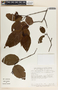 Alnus acuminata subsp. arguta (Schltdl.) Furlow, Mexico, G. Diggs 2913, F
