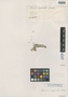 Senecio saxicolus Wedd., PERU, H. A. Weddell s.n., Isotype, F