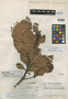 Laplacea coriacea L. O. Williams, Guatemala, J. A. Steyermark 42880, Holotype, F