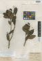 Laplacea pubescens Triana & Planch., Colombia, J. J. Linden 1454, Isotype, F