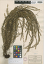 Terpsichore spathulata A. R. Sm., Mexico, C. G. Pringle 4145b, Isotype, F
