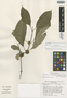 Marsdenia cuixmalensis Juárez-Jaimes & L. O. Alvarado, Mexico, E. J. Lott 3651, Isotype, F