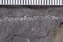 UC 23637a Close up