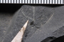 PE 92849b Close up