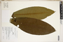 Erythroxylum macrophyllum Cav., Peru, H. Beltrán S. 460, F