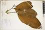 Erythroxylum macrophyllum Cav., Peru, R. B. Foster 11814, F