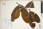 Erythroxylum macrophyllum Cav., Peru, R. B. Foster 11972, F