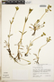 Halenia weddelliana Gilg, Peru, J. L. Luteyn 6385, F