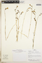 Tetrapollinia caerulescens (Aubl.) Maguire & B. M. Boom, Peru, H. Beltrán S. 2126, F