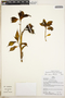 Symbolanthus incaicus J. E. Molina & Struwe, Peru, B. Boyle 4984, F