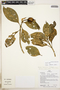 Symbolanthus condorensis J. E. Molina & Struwe, Peru, H. Beltrán S. 1008, F
