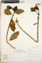Symbolanthus jasonii J. E. Molina & Struwe, Ecuador, A. H. Gentry 79991, F