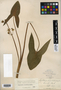 Sagittaria latifolia Willd., U.S.A., M. Bross, F
